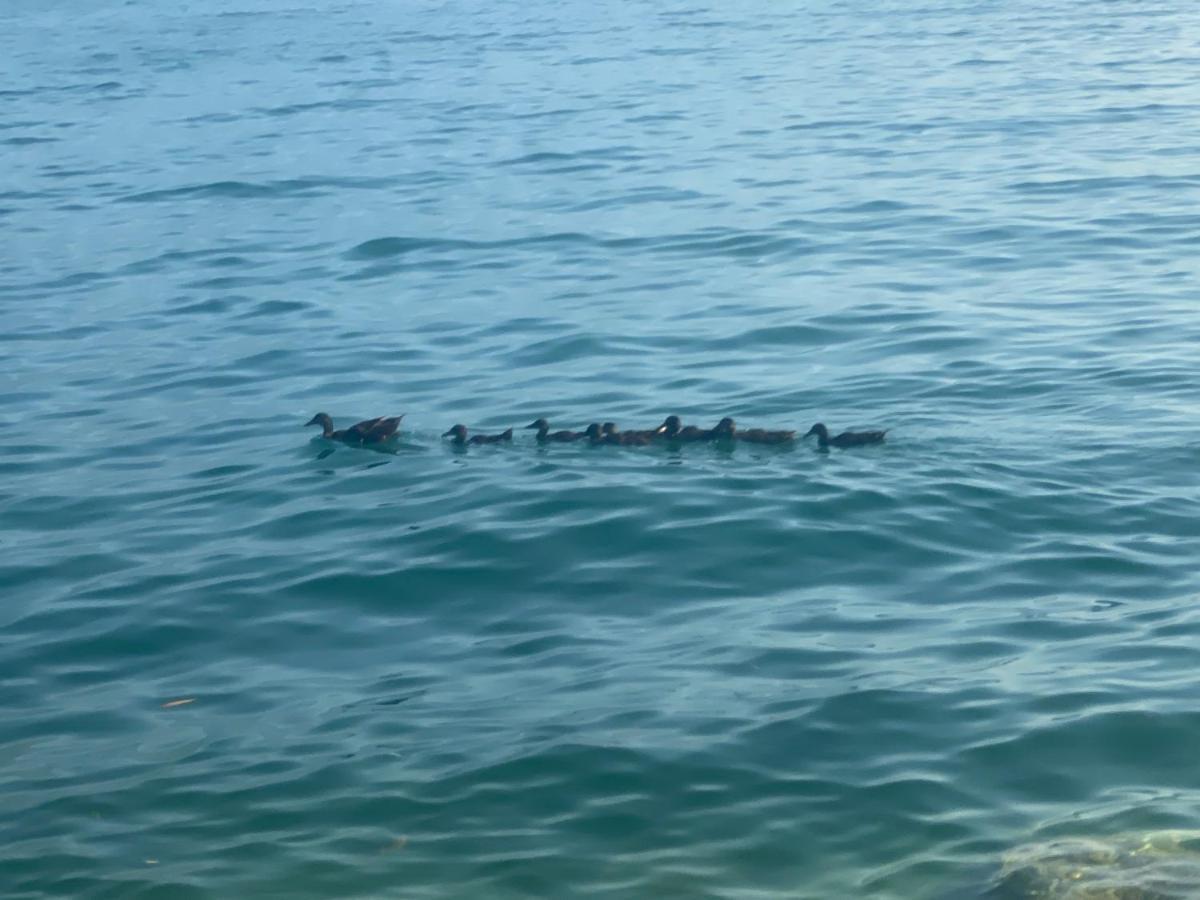 10 Minuti Dal Lago Di Garda E Da Gardaland Castelnuovo del Garda Exteriér fotografie